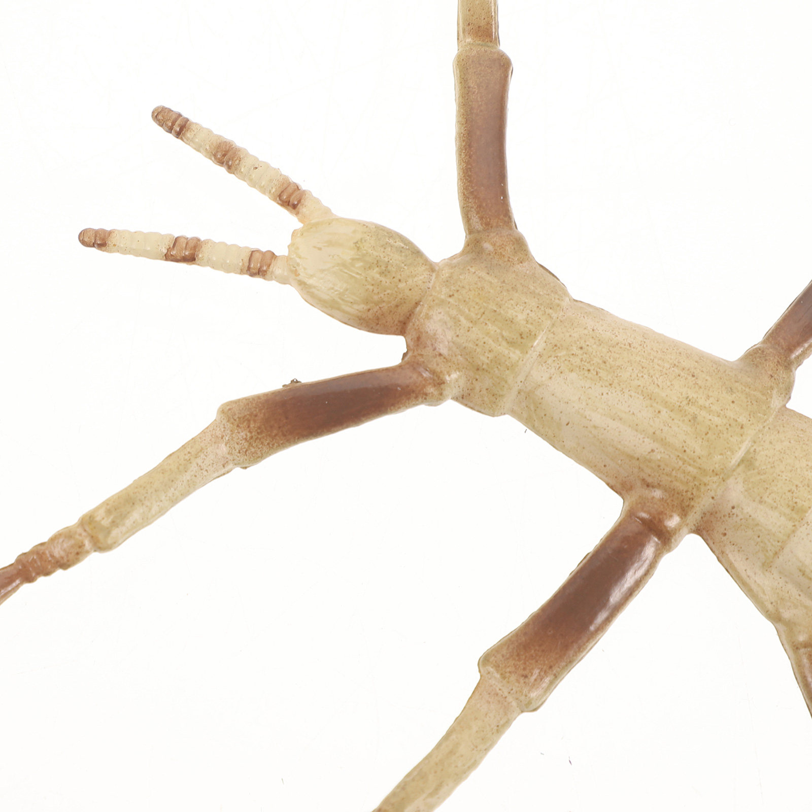 Sturdy Plastic Stick Insect fo - Kids Education Activities recension och pris